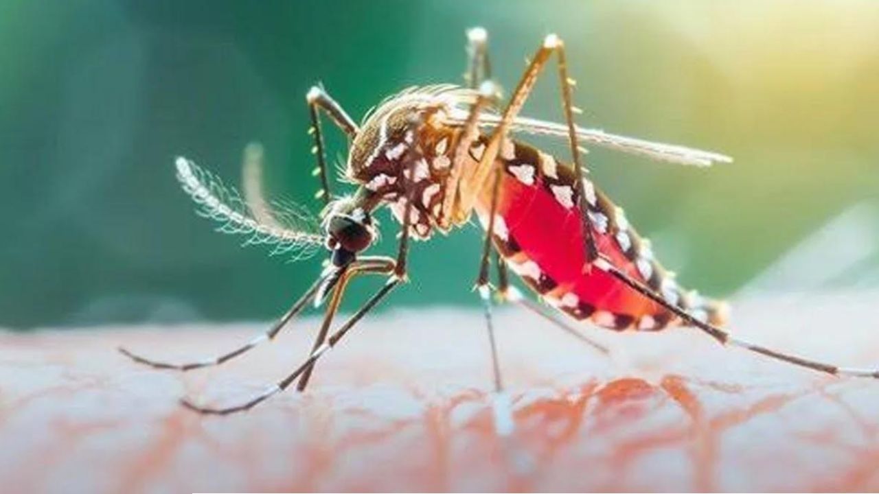 ডেঙ্গুতে ৫ জনের মৃত্যু
