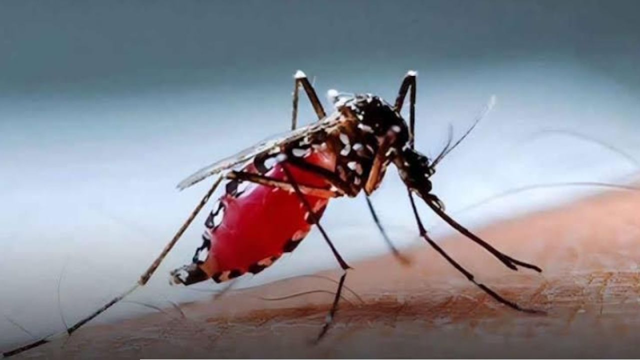 ডেঙ্গুতে সর্বোচ্চ ১১ জনের মৃত্যু