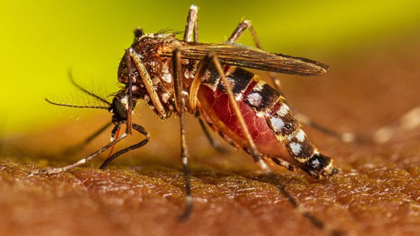ডেঙ্গুতে ১০ জনের মৃত্যু